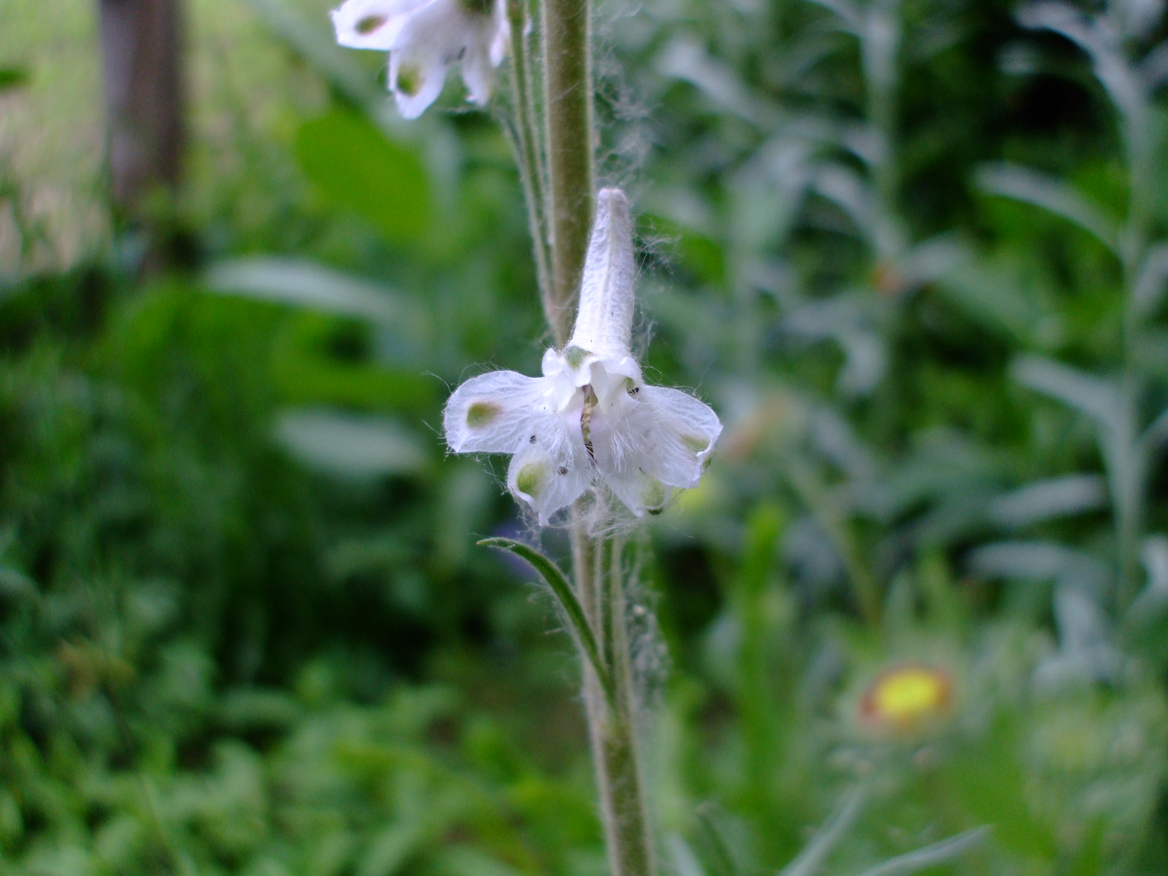 Delphinium virescens